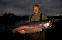 King salmon from a stream in the Tikchik Mountains.